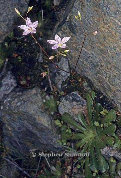 lewisia cantelovii 1 graphic